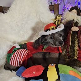 Bryan Long Star Angel - Black male Chinese Crested puppy in Amarillo, Texas from Victoria's Chinese Cresteds Long Star Angels