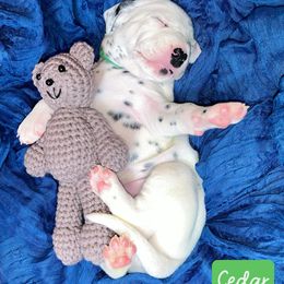 Dalmatian Puppies from Rainier DALS LUA Dalmatians of Washington