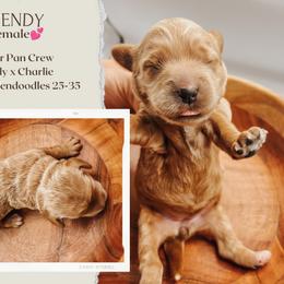 Wendy - Red  female Goldendoodle puppy in Hilton, New York from The House of Goldendoodle