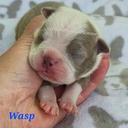 Wasp - Blue male Boston Terrier puppy in Griffin, Georgia from Celtic Performance Bostons