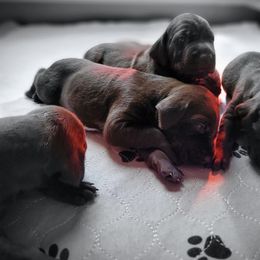 German Shorthaired Pointer Puppies from Aisling