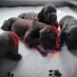 German Shorthaired Pointer Puppies from Aisling