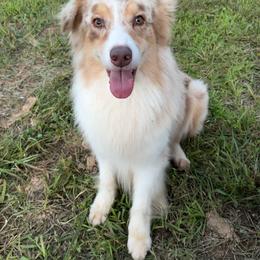 Booker - Red merle male Australian Shepherd puppy in Elizabethtown, Kentucky from Lilyoaks Australian Shepherds