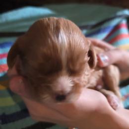 Ruby male - Ruby male Cavalier King Charles Spaniel puppy in Wimberley, Texas from Amazing AKC Puppies