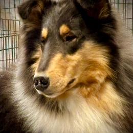 Collie puppies from Aredhel Collies