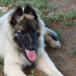 Boy 5 - male Belgian Tervuren puppy in South Point, Ohio from Aftershock Belgians
