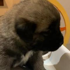 Panda Bear - Anatolian Shepherd Dog puppy in Berkeley County, West Virginia from Reich Anatolians and Friends