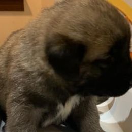 Panda Bear - Anatolian Shepherd Dog puppy in Berkeley County, West Virginia from Reich Anatolians and Friends