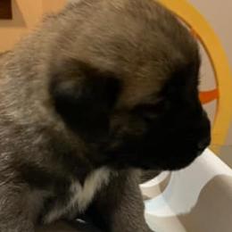 Panda Bear - Anatolian Shepherd Dog puppy in Berkeley County, West Virginia from Reich Anatolians and Friends