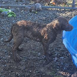 Black - Brown male Chesapeake Bay Retriever puppy in Merlin, Oregon from Creekside Chesapeakes