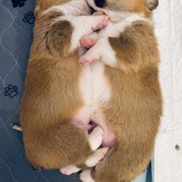 Pembroke Welsh Corgi Puppies from West Coast Corgi