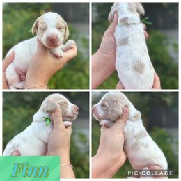 Finn - Piebald male Dachshund puppy in Wichita Falls, Texas from Long Dogs in The Falls