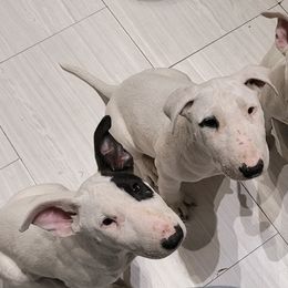 Bull Terriers from Golani's Warriors