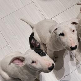 Bull Terriers from Golani's Warriors