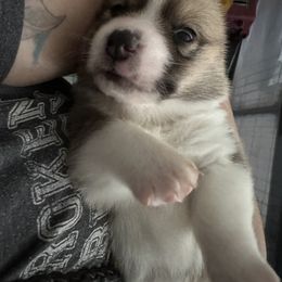 Pembroke Welsh Corgi Puppies from Temperance Farm Corgis