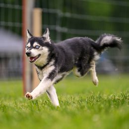 Dean - Alaskan Klee Kai