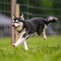 Dean - Alaskan Klee Kai
