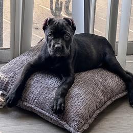 Brenda - Black brindle female Cane Corso puppy in Haslet, Texas from Trained To Go Corso Kennels (T.T.G. Corso Kennels)