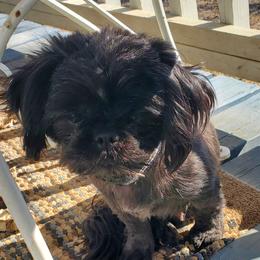 Raven - Shih Tzu