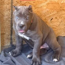 Mac - Gray male Cane Corso puppy in Waxahachie, Texas from A&M Kennels