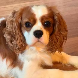 Cavalier King Charles Spaniels from Victory Spaniels