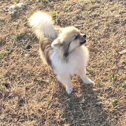 Brandy - Cream sable parti female Pomeranian puppy in Riesel, Texas from Petite Poms