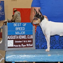 Toy Fox Terriers from Bee'Em Sea Kennel