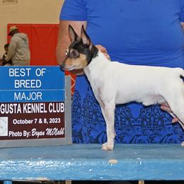 Toy Fox Terriers from Bee'Em Sea Kennel