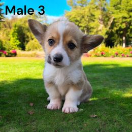Male 3 - Red male Pembroke Welsh Corgi puppy in Tennessee from Grindstaff Corgis
