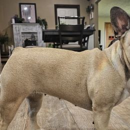 Mastiffs from Riggins Mastiffs and Danes