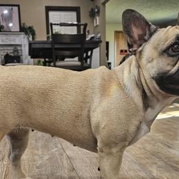 Mastiffs from Riggins Mastiffs and Danes