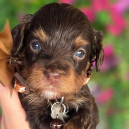 Prince Brown - Phantom male Bernedoodle puppy in Vernon, Texas from Sugarland's Texas Goldendoodles