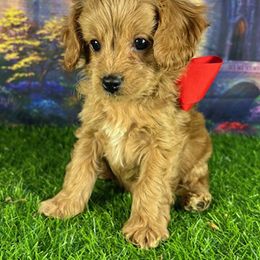 Red Collar - male Cavapoochon puppy in Waterford, California from Windy Hill Doodles