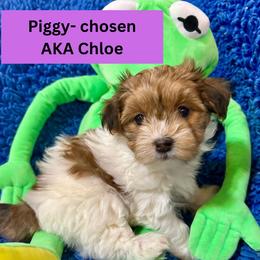 Miss Piggy AKA Chloe - White female Havanese puppy in Provo, Utah from New Canyon Havanese & Coton Puppies