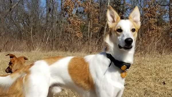 Find Nord Wachhund puppies for sale