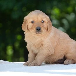 Tank - Dark golden male Golden Retriever puppy in Saint Joe, Indiana from Golden Acres Farm