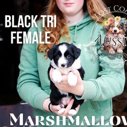 Marshmallow - Black tri female Miniature American Shepherd puppy in Ferndale, California from Lost Coast Aussies