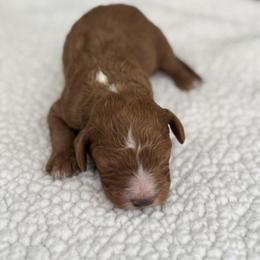 Cavapoo and Cockapoo Puppies from The Barkery