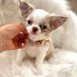 Milo - Merle male Chihuahua puppy in Mesa, Arizona from Arizona Dream Chihuahuas