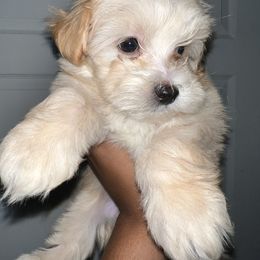 Maltipoo Puppies from Illy Loves Bailey
