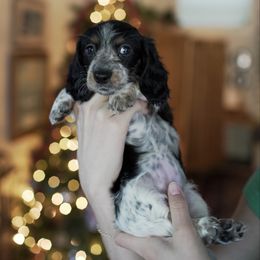 Girl 1 - Piebald female Dachshund puppy in Kingwood, Texas from Southern Pearl Doxies