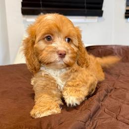 Basia - Red and white female Cockapoo puppy in Queens, New York from The 2 Musketeers_Cockapoos