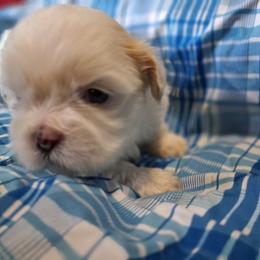 Cotten - Cream and white male Shih Tzu puppy in Montrose, Colorado from Gnomies Furry Friends