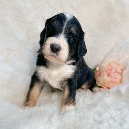 Clarabelle - Tri-color female Bernedoodle puppy in Osage City, Kansas from Golden Ridge Goldens