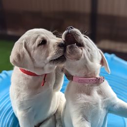 Labrador Retriever Puppies from White River Labradors