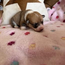 Juno 3 - Sable female Pembroke Welsh Corgi puppy in Jenkinsburg, Georgia from Red Elephant Farms