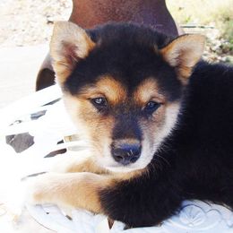 Shiba Inu and Siberian Huskies from Shiba Inu Houston