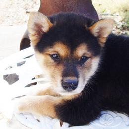 Shiba Inu and Siberian Huskies from Shiba Inu Houston