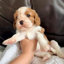 Peanut Brittle - Blenheim female Cavalier King Charles Spaniel puppy in De Soto, Missouri from Blooming Cavaliers