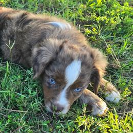 Chassis - Red merle female Miniature Australian Shepherd puppy in Paris, Texas from Blue Envy Mini Aussies
